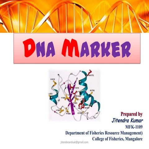 DNA Marker: 