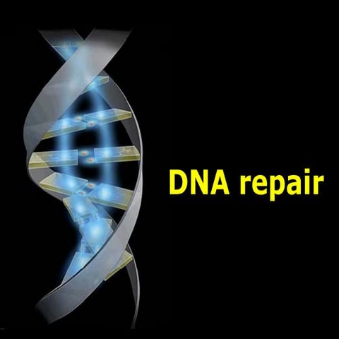 Dna Repair Pathways | PPTX