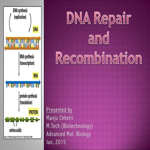 DNA Damage, Repair and Recombination