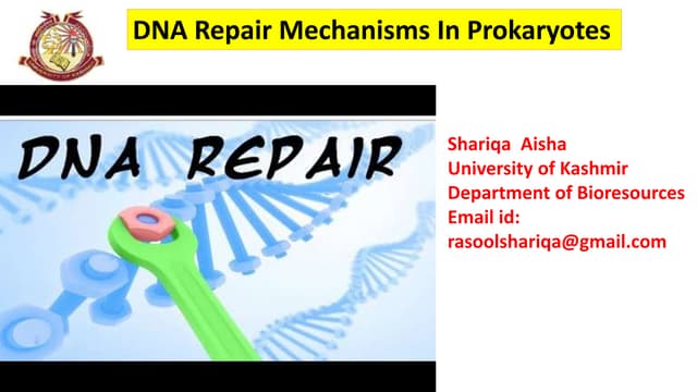 Dna repair mechanisms