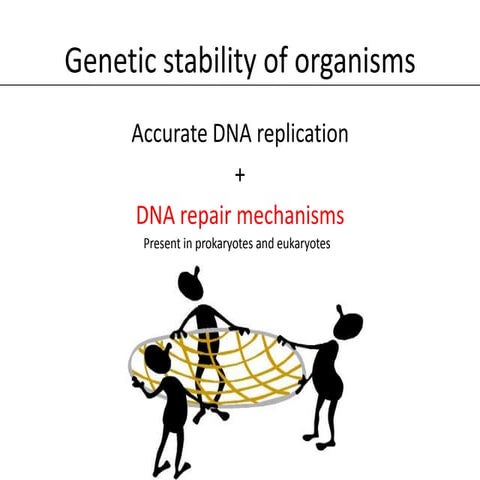 Dna Repair Pathways