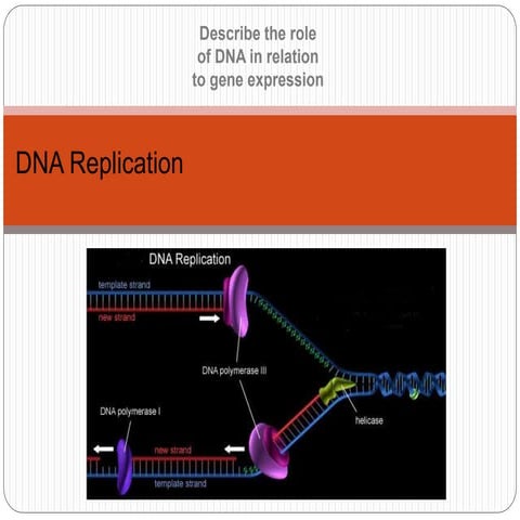 Dna replication