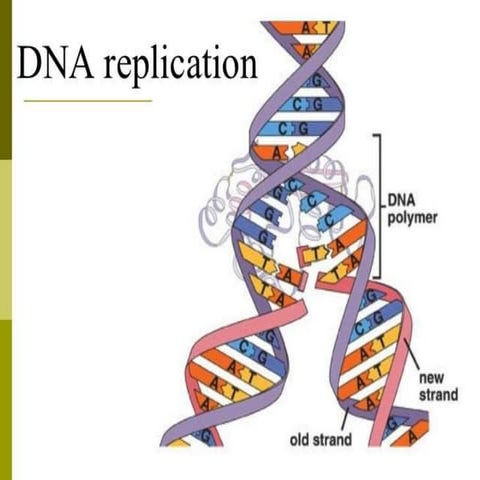 Dna replication.botany