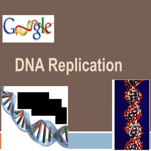 DNA replication