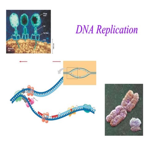 DNAReplication. For medical university students | PPT