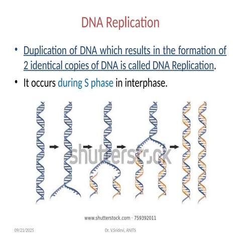 DNA replication -student copy DR VS.pptx