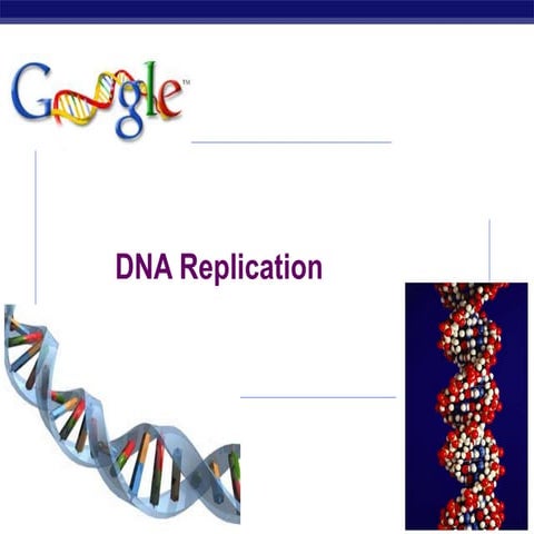 DNA Replication in Prokaryotes and Eukaryotes | PPT