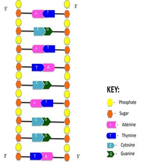 Dna replication devondubensky
