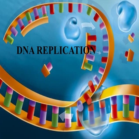 Deoxyribonucleic and ribonucleic acid replication
