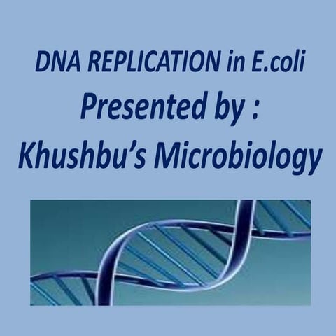 Dna replication in e.coli