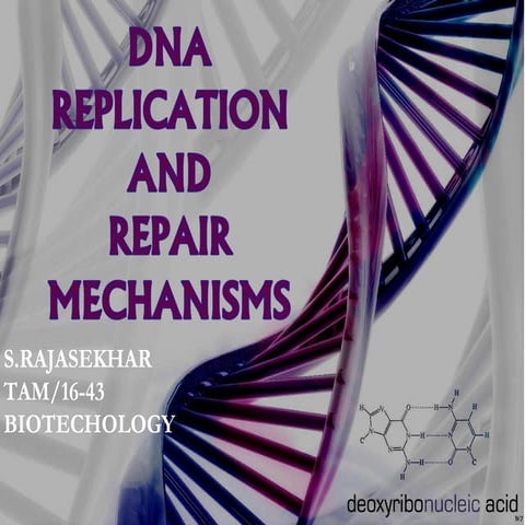 Dna replication in prokaroytes and in eukaryotes
