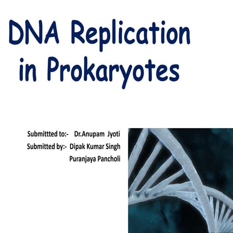 Dna replication in prokaryotes