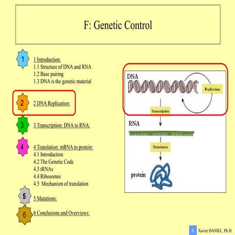 SEMI CONSERVATIVE NATURE OF DNA REPICATION PPT.pptx