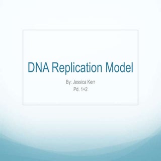Dna replication model