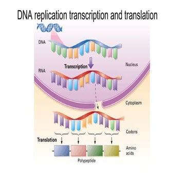 Dna replication transcription and translation