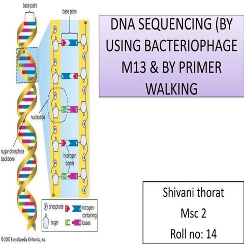 Dna sequencing (bacteriophage m13 and primer walking)