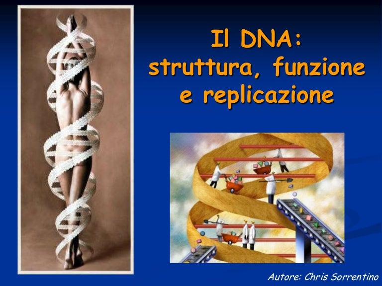 Il DNA struttura, funzione e replicazione