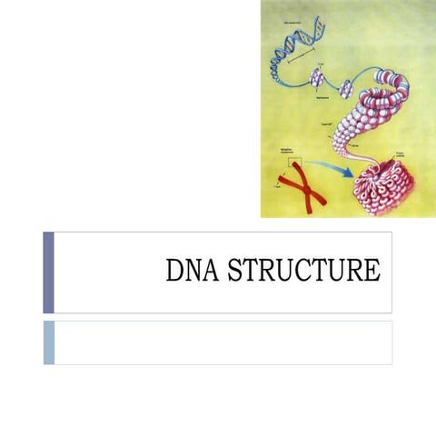 DNA structure, the bonds involved and it seperation