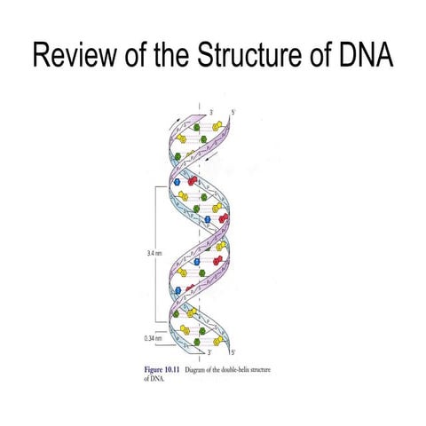 Comprehensive Review of DNA Structure, Composition, and Properties | PPTX