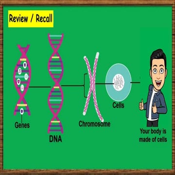 DNA structure | PPT