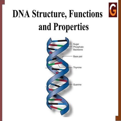 DNA STRUCTURE 4.1.pptxgftrdedtfghyujklredtfghyju