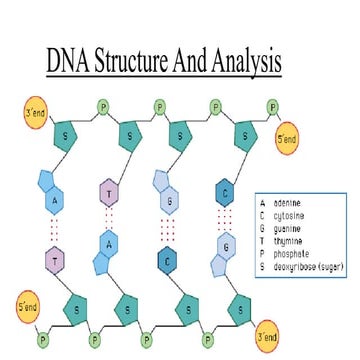 Dna structure and analysis | PPTX