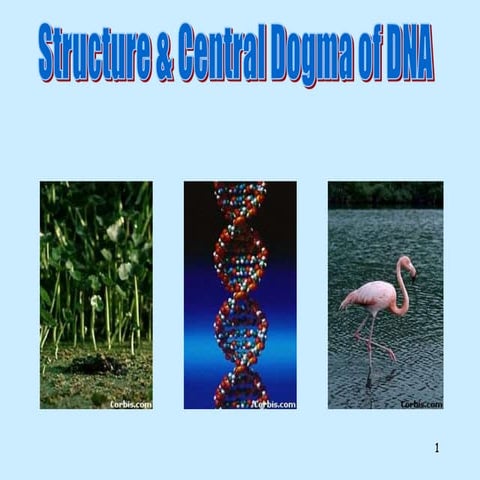 Dna structure & central dogma