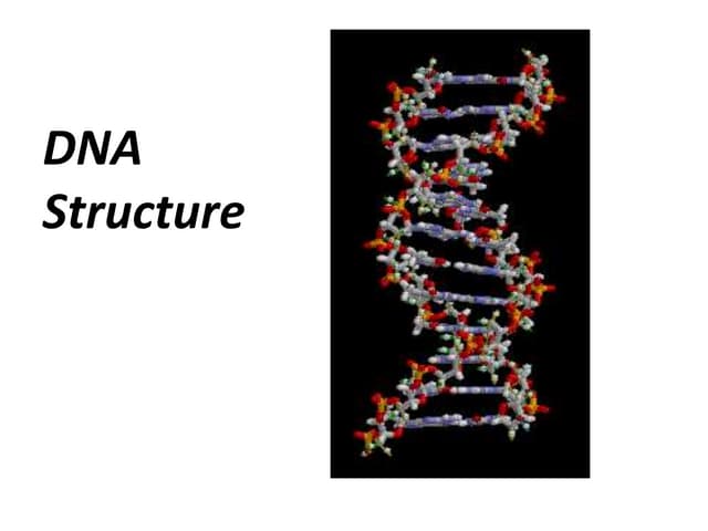 DNA and Forces stabilizes dna structure