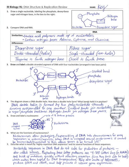IB DNA Structure & Replication Review Key (2.6-2.7-7.1)