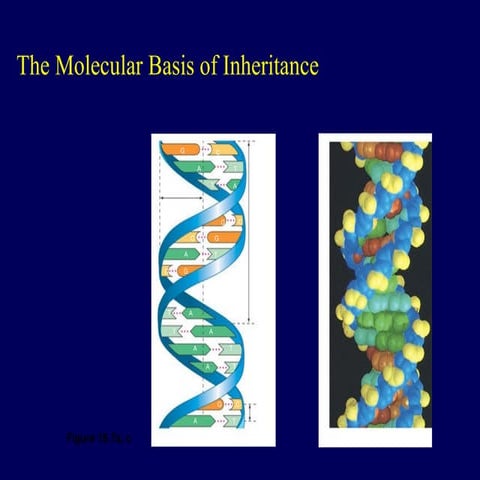 DNA structure replication transcription translation