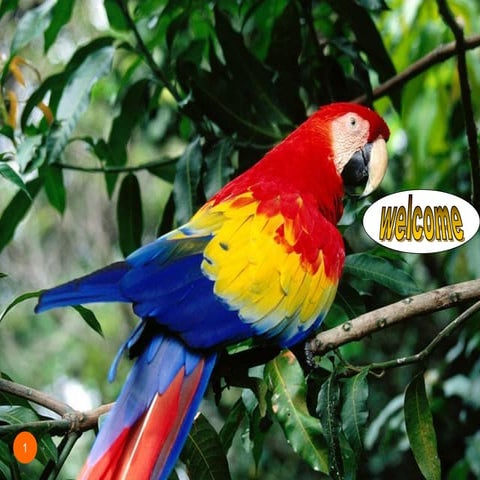 Dna the alphabet of the life. dr.yanal.alkuddsi