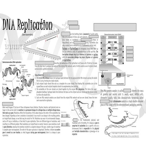 DNA WW - Student.pdf