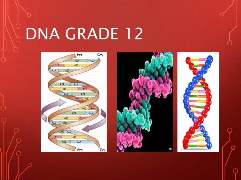 Dna Slides Grade 12 Life Sciences