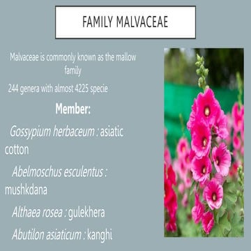 Family malvacea 
