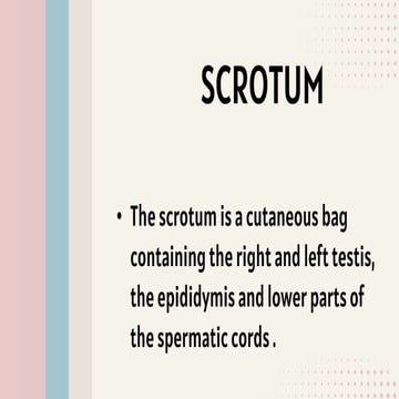 ANATOMY ON SCROTUM easy way to learn this just download.pptx