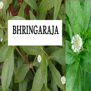 Bhringraj | PPTX