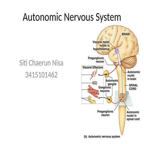 Comprehensive Overview of the Autonomic Nervous System Functions and ...