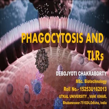  Phagocytosis and tl rs