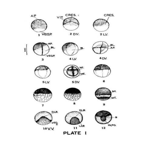 Stages in normal development of common toad D. stomaticus | DOCX