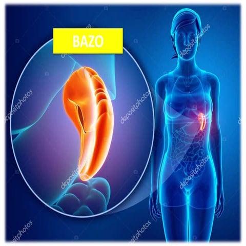 BAZO | PPTX