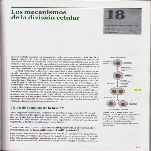 Los mecanismos de la división celular