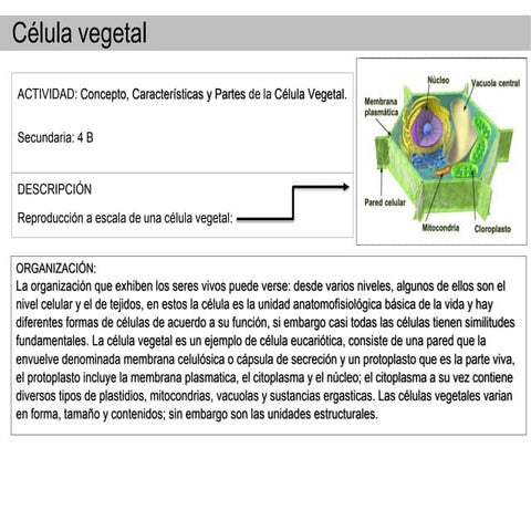 documentos_02_16_Celula_vegetal_9161cfb1.docx