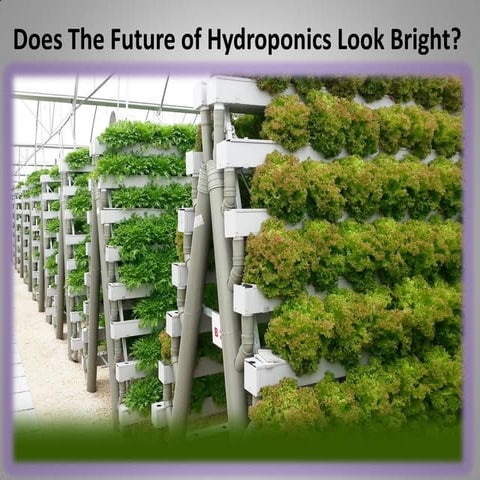 Does The Future of Hydroponics Look Bright?