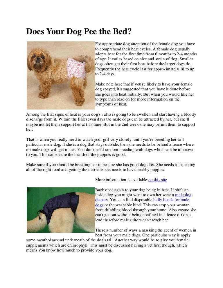 Does Your Dog Pee The Bed