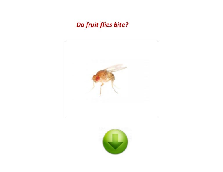 Do fruit flies bite