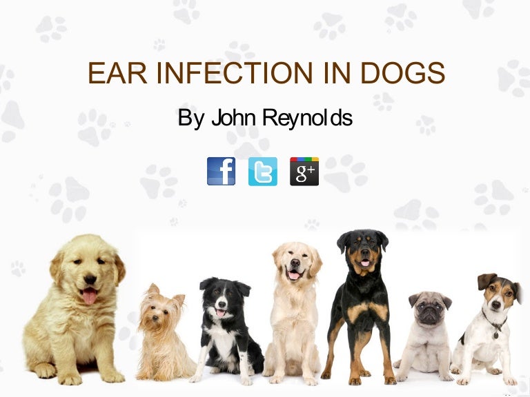 symptoms of dog with ear infection
