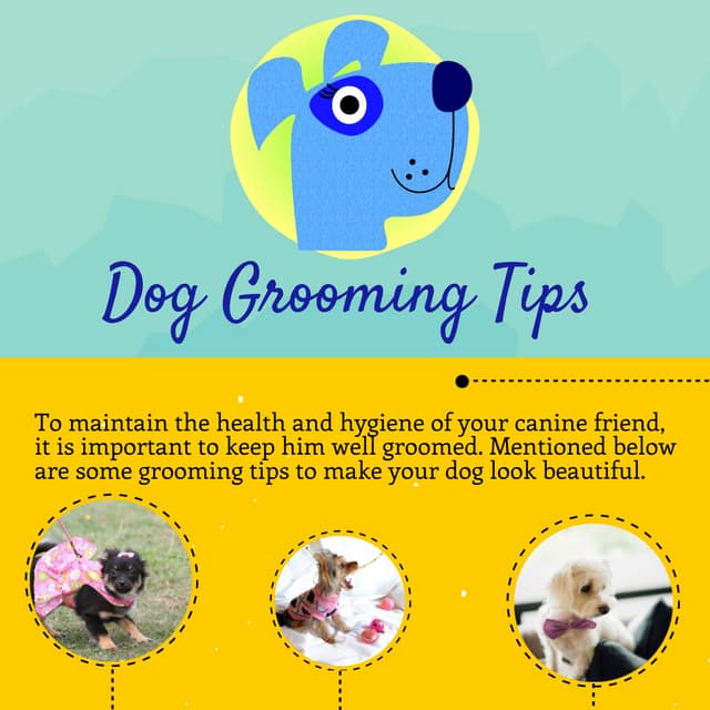 Beautiful view of Quick Dog Grooming Tips