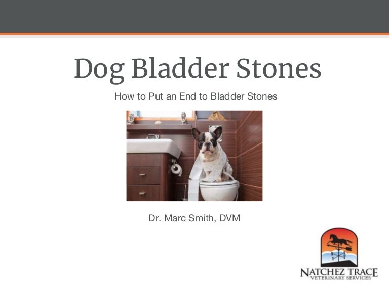 Dog Bladder Stones How to Put an End to Bladder Stones