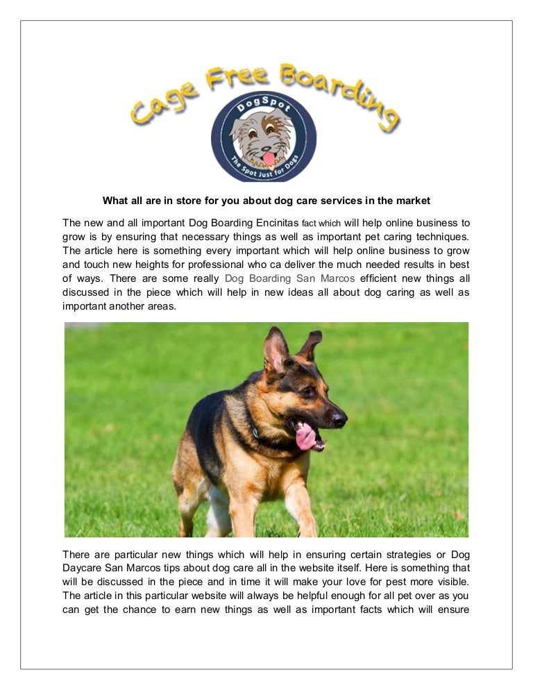 Canine Training San Marcos