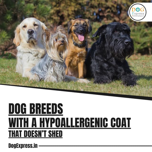 Dog Breeds with A Hypoallergenic Coat That Doesn’t Shed.pdf